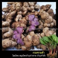 ราคา กระชายดำ หัวสด (Black Ginger) พันธุ์กระชายดำ หัวกระชายดำ สมุนไพรไทย ขนาด 100 กรัม (5958991288)