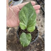 ราคา เสน่ห์จันทร์ประกายดาว ด่างชมพู (10464944522)