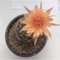 ราคา แคคตัส โลบิเวีย Lobivia cactus ดอกสีส้ม (16082290319)