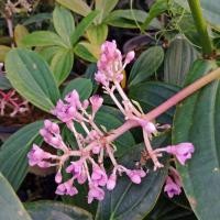 ราคา F89 ต้นไข่มุกอันดามัน ไม้มงคล ร่มรำไร (6151669202)