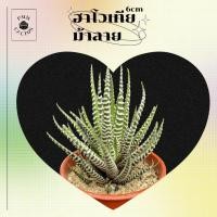 ราคา ฮาโวเทีย ม้าลาย (Haworthia fasciata) ไม้อวบน้ำ (19843723298)