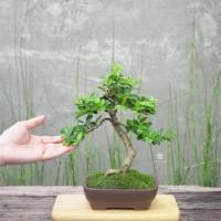 ราคา ♥︎ | บอนไซ เชอร์รี่ไทย ((พร้อมส่ง✅)) มีวิธีการดูแล+ปุ๋ย ✨แถมไปให้ค่ะ〰️ (29310723583)