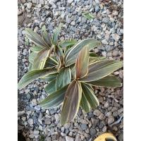 ราคา ต้นหมากผู้หมากเมีย หมากผู้หมายเมีย ช็อกโกแลต (4138897887)