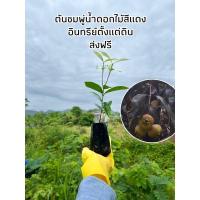 ราคา #ต้นชมพู่น้ำดอกไม้สีแดง (17966516689)
