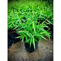 ราคา ต้น ไผ่เงิน หรือ ไผ่แมว Thyrsostachys siamensis Gamble หญ้าไผ่เงิน หญ้าไผ่แมว ไม้มงคล สัตว์เลี้ยงทานได้เวลาไม่สบาย (25788186047)