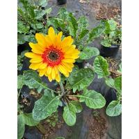 ราคา ต้นดอกเยอบีร่า สีเหลืองอมแดงไส้ดำ (24169916150)