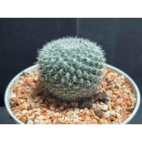 ราคา แคคตัส แมมนกฮูก( Mammillaria perbella ) (18884483872)
