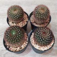 ราคา กระบองเพชร แคคตัส (Cactus) โนโตแคคตัส หนามแดง  จำหน่าย 1 ต้น ขนาดกระถาง 3 นิ้ว จัดส่งทั้งกระถาง (4524654926)