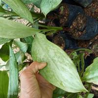 ราคา อะโกลนีมาต้นลิ้นกระทิงป่าภาคใต้ (11865249502)