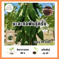 ราคา 9บาท เมล็ดมะละกอพันธุ์ครั่ง 20 เมล็ด (27070341287)