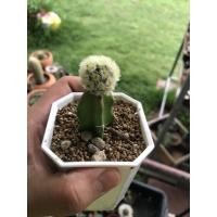 ราคา Mammillaria Carmenae คามิเน่บุดดา (3252948555)