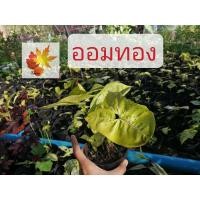 ราคา ออมทอง​ ต้นออม​ทอง​ ต้นไม้มงคล ต้นไม้ฟอกอากาศ ต้นออมเงินออมทอง ขนาดกระถาง 4 นิ้ว (15402662681)