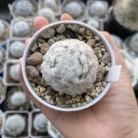ราคา แมมขนแกะ Mammillaria Bocasana V. Multilanata ดอกชมพู (22400580486)