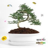ราคา ต้นบอนไซ (มะสังดัด) กระถางเซรามิค ขนาด 6" (7591808550)