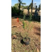 ราคา ต้นทับทิมแคระ ไม้มงคล (25356728610)