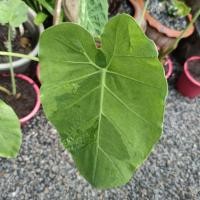 ราคา ออดิบด่างมินท์และด่างเขียว ด่างทุกใบ ต้นไม้ด่าง ต้นออดิบด่าง ต้นคูนด่าง ต้นทูน ต้นคูนด่าง (10360356151)