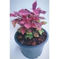 ราคา เพรชพลอย ไม้มงคล ส่งพร้อมกระถาง (10656767527)