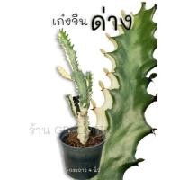ราคา เก๋งจีนด่าง Cactus​ แคคตัส กระบองเพชร​ ไม้อวบน้ำ​ เก๋งจีนต้นใหญ่ เก๋งจีน เก๋งจีนด่าง เก๋งจีนคริส (21151493637)