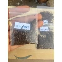 ราคา กระเพรา (เมล็ดพันธุ์) (9906792692)