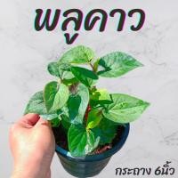 ราคา ต้นพลูคาว กระถาง6นิ้ว (24701923819)