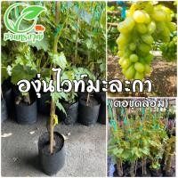 ราคา องุ่นไวท์มะละกา (ตอขุดล้อม) แท้% (17874327620)