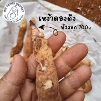ราคา ดองดึง เหง้าดอกดองดึงหัวงอก 100% ชุด 2 หัว 129 บาท (25508599124)