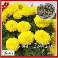 ราคา 50 เมล็ด ดาวเรืองสีเหลือง ดอกใหญ่ เมล็ดดาวเรืองสีเหลือง เมล็ดดาวเรือง ดาวเรือง (28550675338)