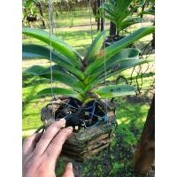 ราคา กล้วยไม้ช้างแดงไซส์ใหญ่กระเช้าไม้พร้อมติดดอก (4074747608)