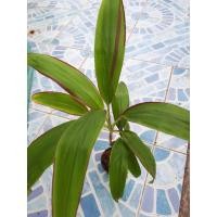 ราคา ต้นหมากผู้หมากเมีย เพ็ชรพวงทอง ไม้มงคล ไม้ประดับ 3ต้นแถม 1ต้น (7290266918)