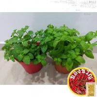 ราคา ใบมิ้นท์ใบบ้านกระถางพืช Stings/พระ/ทานตะวัน/ทานตะวัน/ไม้จันทน์/กางเกงใน/สวน/เซมล็อด/ไม้จันทน์/ทานตะวัน 9U7M (22517738409)
