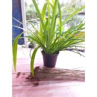 ราคา ต้นเตยหนู ขายเป็นชุด ชุดล่ะ3-4ต้น ปลูกแต่งสวนก็สวย ปลูกง่ายมากประโยชน์ (7977239317)