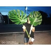 ราคา ต้นมอนสเตอร่าไจแอนท์​ (7953179258)