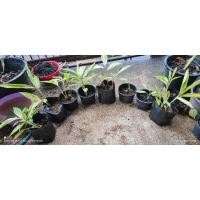 ราคา ต้นข่าด่าง สีด่างสวยมาก ชุด 6 ต้น (8172215515)