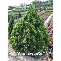 ราคา สนแผงด่างใบด่างหายาก น่าสะสม ความสูง 18-25 ซม. พร้อมจัดส่งง (21961145986)