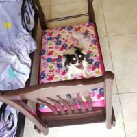 ราคา เตียงเจ้าหญิง (4111967)