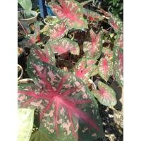 ราคา บอนสีเจ้ากรุงไกรเซอร์ใบสวยไม้ฟอกอากาศ (5792196240)