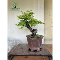 ราคา บอนไซมะขามมงคล ที่ทางสวน นำมาเปิดจำหน่ายให้กับท่านผู้มีใจรักในบอนไซ และรักงานศิลปะมีชีวิตที่ไม่ซ้ำใคร (23388209789)