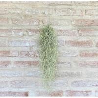 ราคา เคราฤาษี พืชฟอกอากาศ ☀️ หนวดฤาษี Spanish moss (5692963216)
