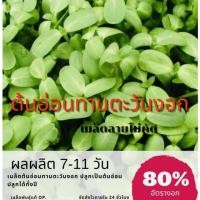 ราคา เมล็ดทานตะวันงอก ทานตะวันงอก ต้นอ่อนตะวันงอก ทานตะวัน (เมล็ดลาย) แบ่งขายพร้อมปลูก (4759906886)