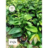ราคา ต้นจำปูน ไม้ไทยดอกหอม จำปูน (27452988390)