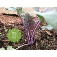 ราคา เมล็ดพันธุ์ผัก กะหล่ำปมสีม่วง (โคห์ลราบี้) (Purple Kohlrabi) (4946144691)