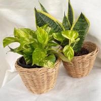 ราคา ตะกร้าหวายสานตะกร้าใส่ต้นไม้ ตะกร้าสาน (5941733068)