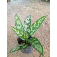 ราคา ต้นเขียวหมื่นปี มหาเศรษฐี ไม้มงคลไม้ประดับ (11080131340)