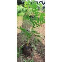 ราคา ต้นกล้าพยุงไหหลำเพาะเล็ดขนาด40-50ซม.(1ชุด3ต้น) (23877480183)