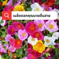 ราคา เมล็ดดอกคุณนายตื่นสาย กลีบซ้อน 10000เมล็ด เมล็ดคุณนายตื่นสายคละสี กลีบดอกซ้อน ดอกใหญ่ อัตราการงอกสูง ปลูกได้ทุกฤดูกาล (20995855262)