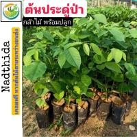 ราคา ต้นประดู่ป่า กล้าไม้ พร้อมปลูก ประดู่ป่า ประดู่ ปะดู่ ต้นปะดู่ป่า ปะดู่ป่า (3537523818)