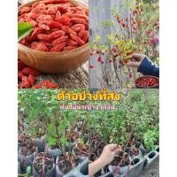 ราคา (1ต้น) ต้น เก๋ากี้ ใบเล็ก โกจิ เบอร์รี่ Goji Berry / ศรัณย์รักษ์ (20295130872)
