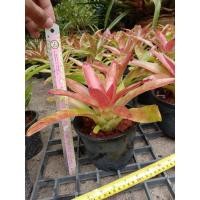 ราคา สับปะรดสี นีโอ ทนแดด ต้นละ70บาท (6445185049)