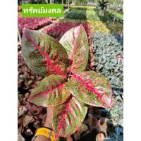 ราคา อโกลนีมาทรัพย์มงคล Aglaonema sp. ‘Sapmongkon’ ส่งพร้อมกระถาง 5 นิ้ว (16110290683)