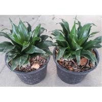 ราคา ต้นวาสนาเก้าชั้น ไม้มงคลในกระถาง 6 นิ้ว ยังเป็นไม้ที่ช่วยฟอกอากาศ ปลูกในร่ม เสริมมงคลแก่ผู้ปลูก (2708684138)